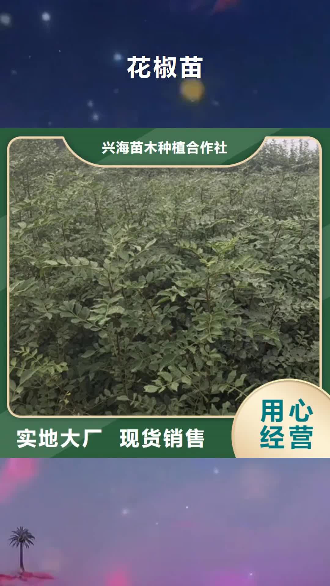 乌海【花椒苗】 核桃苗严选好货