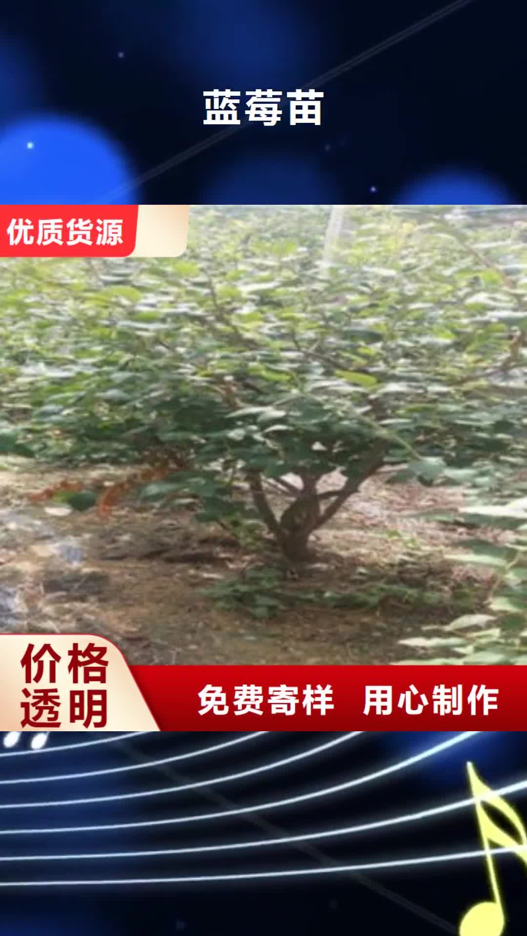 香港 蓝莓苗现货销售