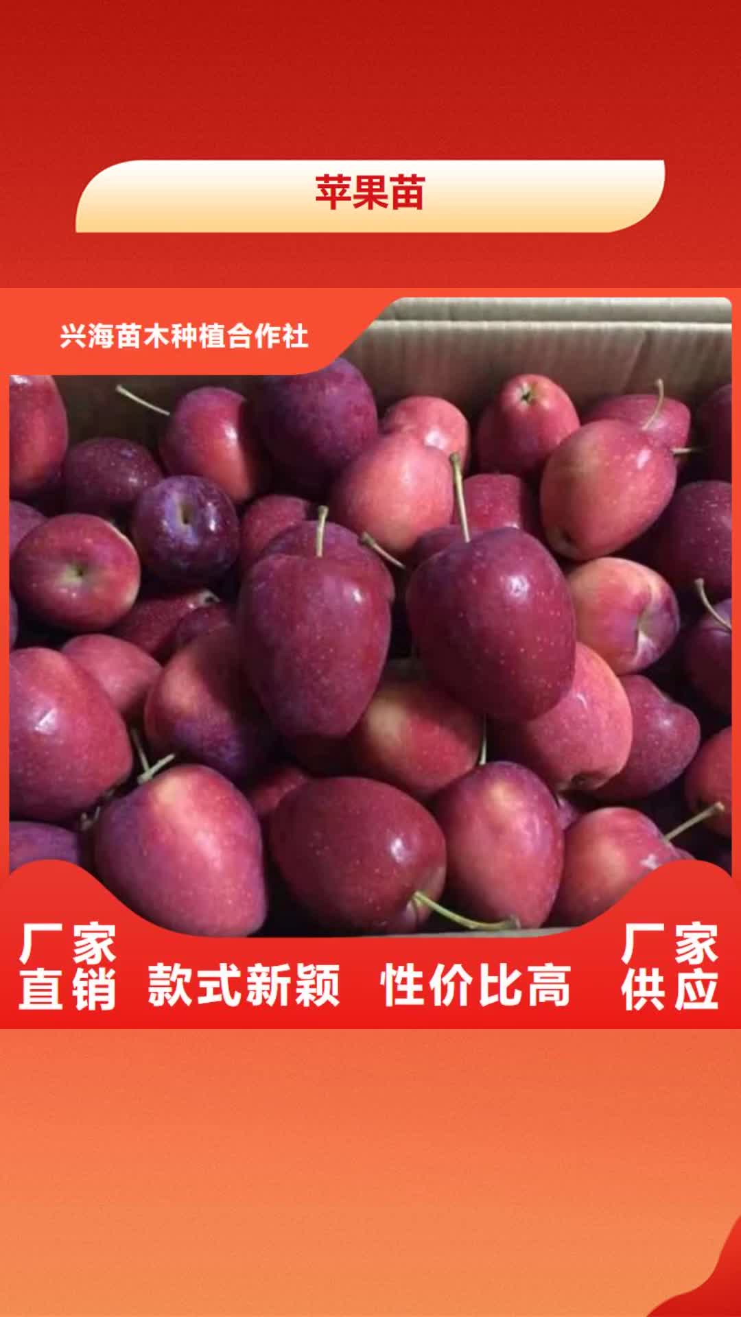 【陕西 苹果苗山楂苗优质货源】