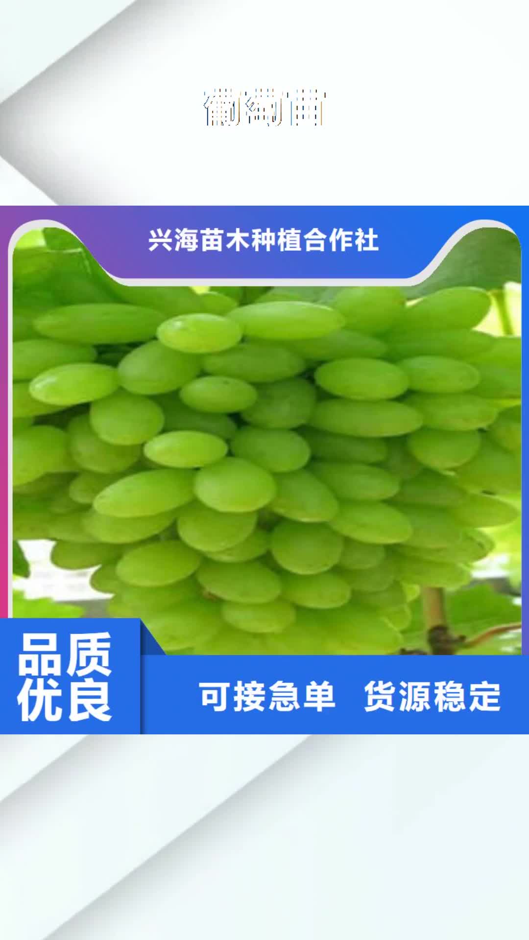 德宏【葡萄苗】桃树苗多种场景适用