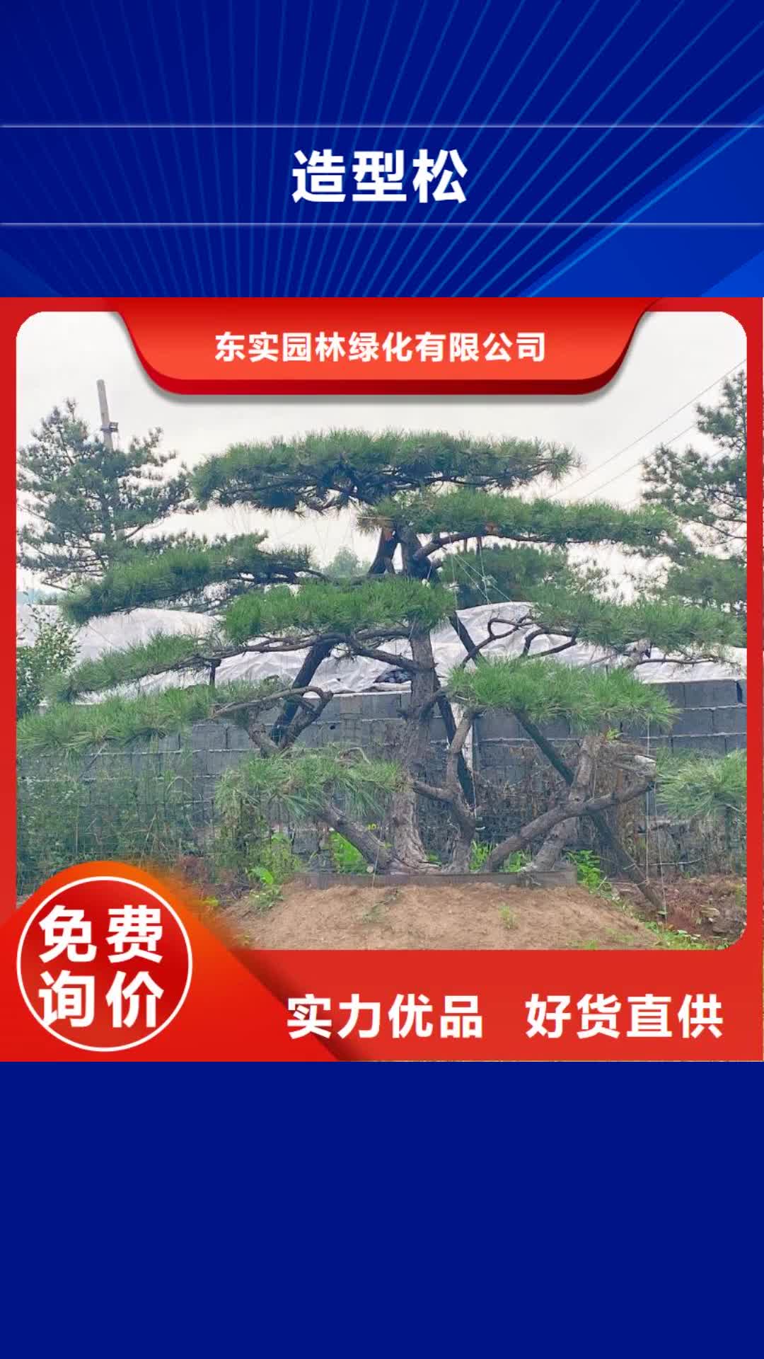 【昆明 造型松-造型油松精心打造】