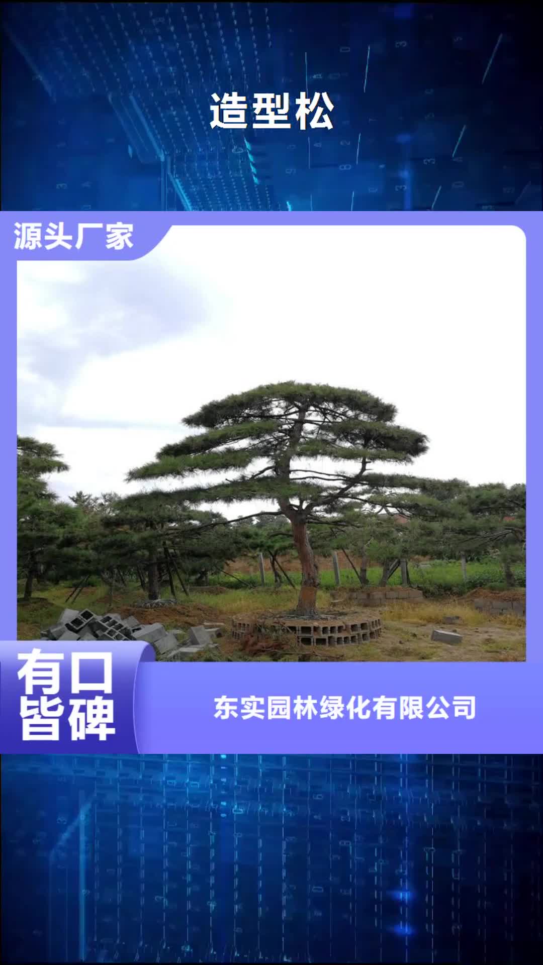 【朔州 造型松 造型池松支持定制加工】