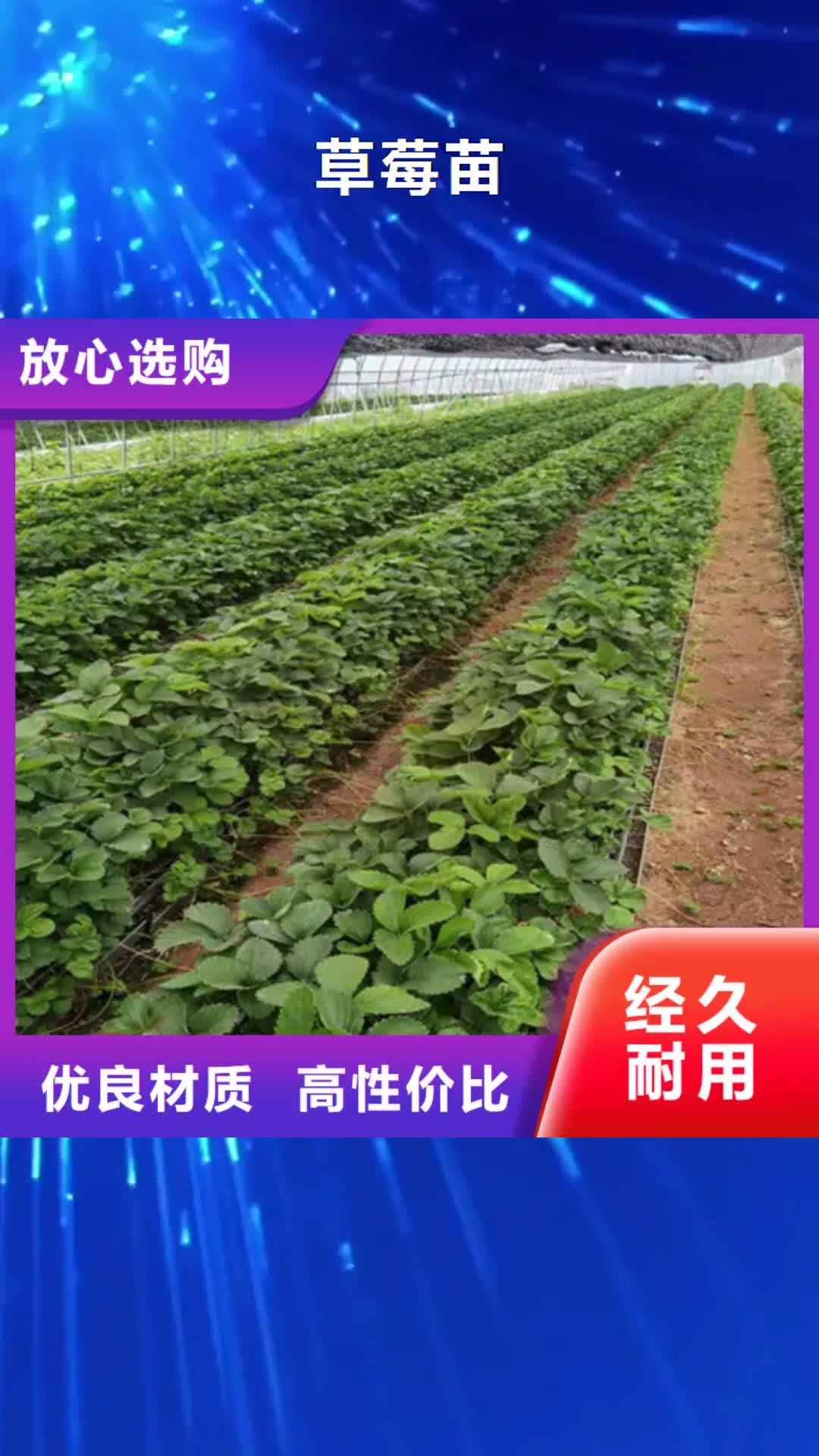 张掖 草莓苗-【梨树苗】质优价廉