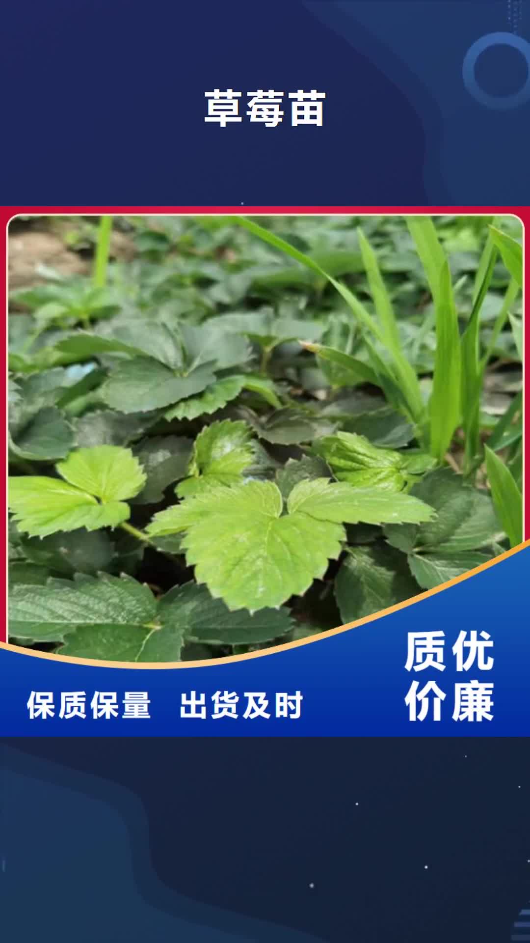 【湘潭 草莓苗-梨树苗现货销售】