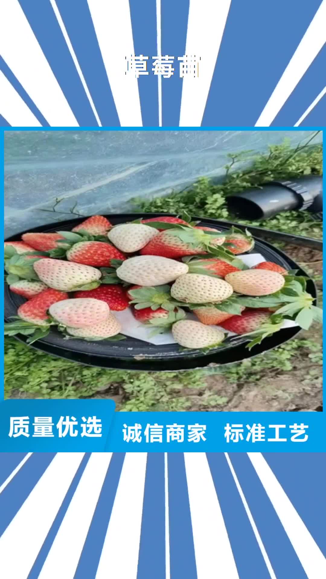 云南【草莓苗】-花椒苗经验丰富品质可靠