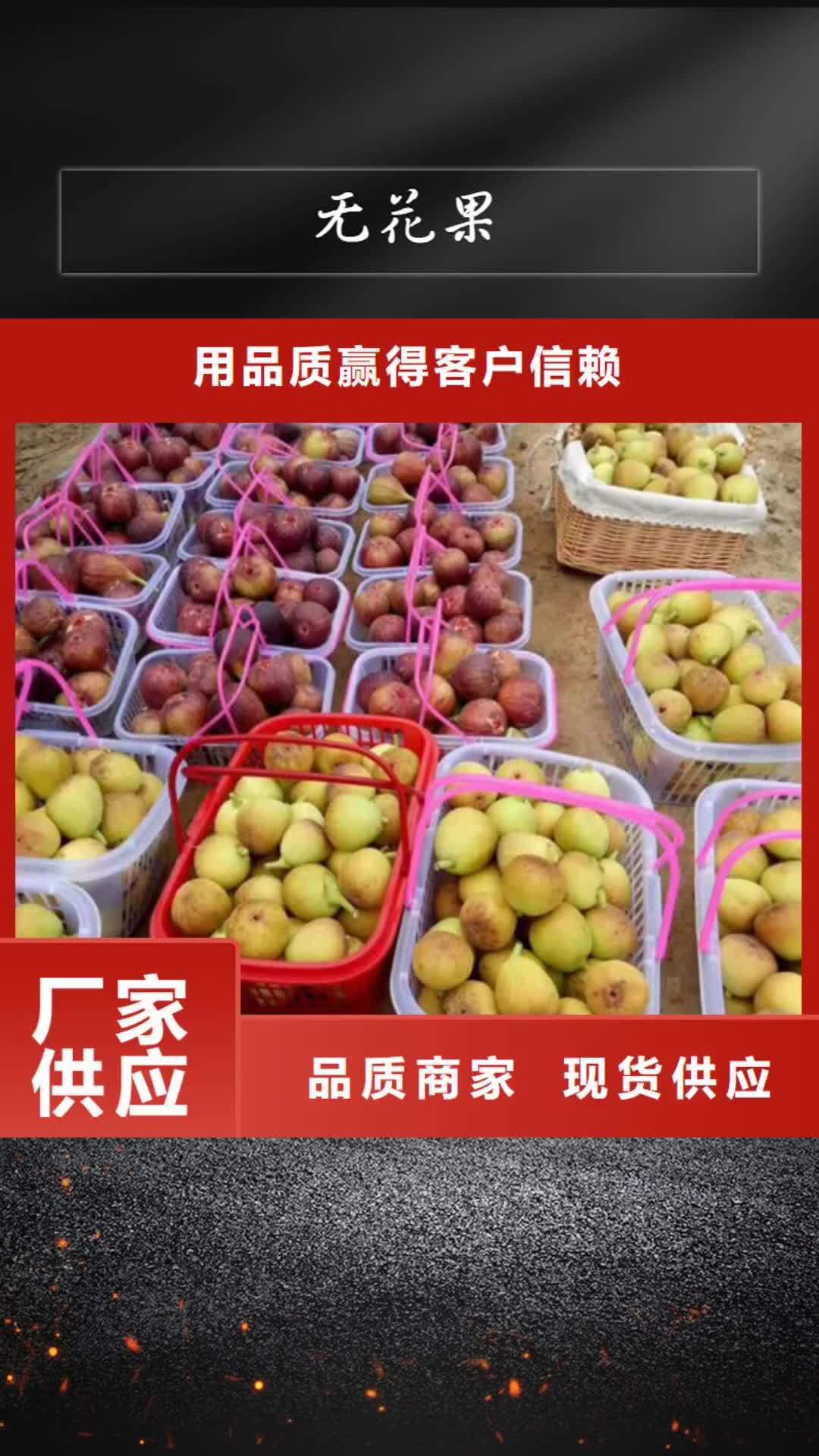 【永州 无花果 水蜜桃苗质检严格】