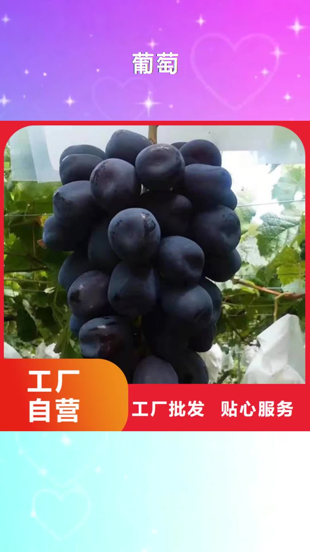 台州【葡萄】 樱桃树苗精致工艺