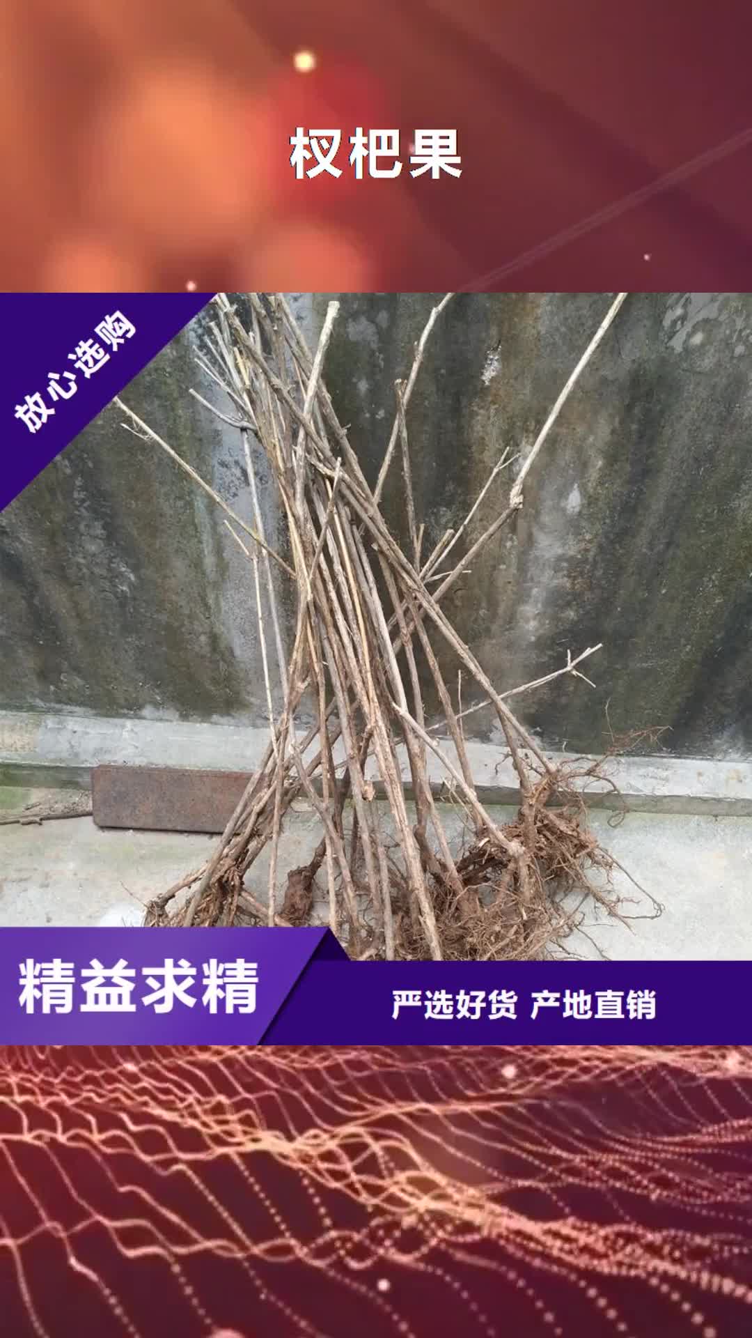 齐齐哈尔【杈杷果】,樱桃苗常年出售