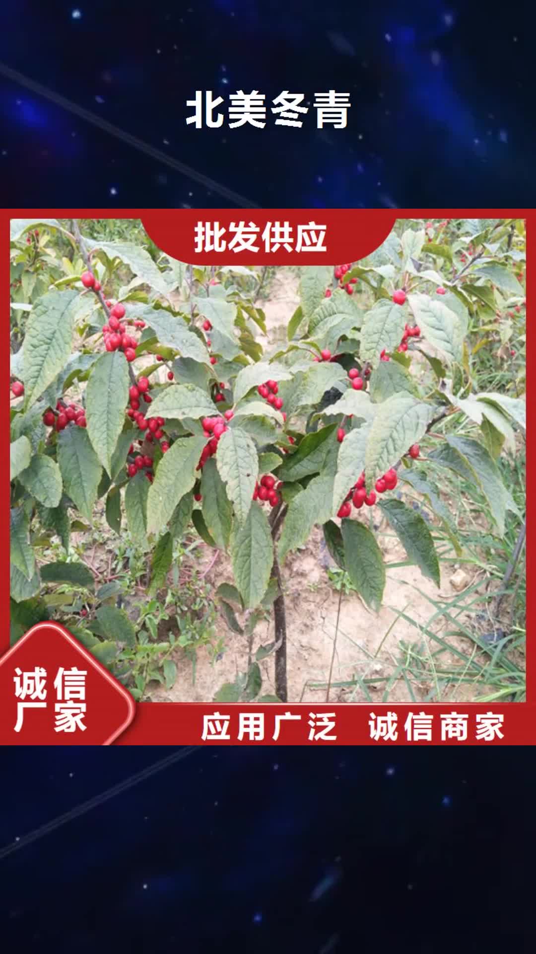 甘南【北美冬青】,樱桃苗品质保障售后无忧