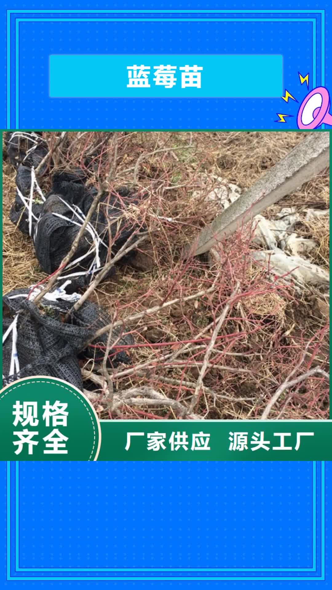 曲靖 蓝莓苗-【樱桃苗】厂家新品