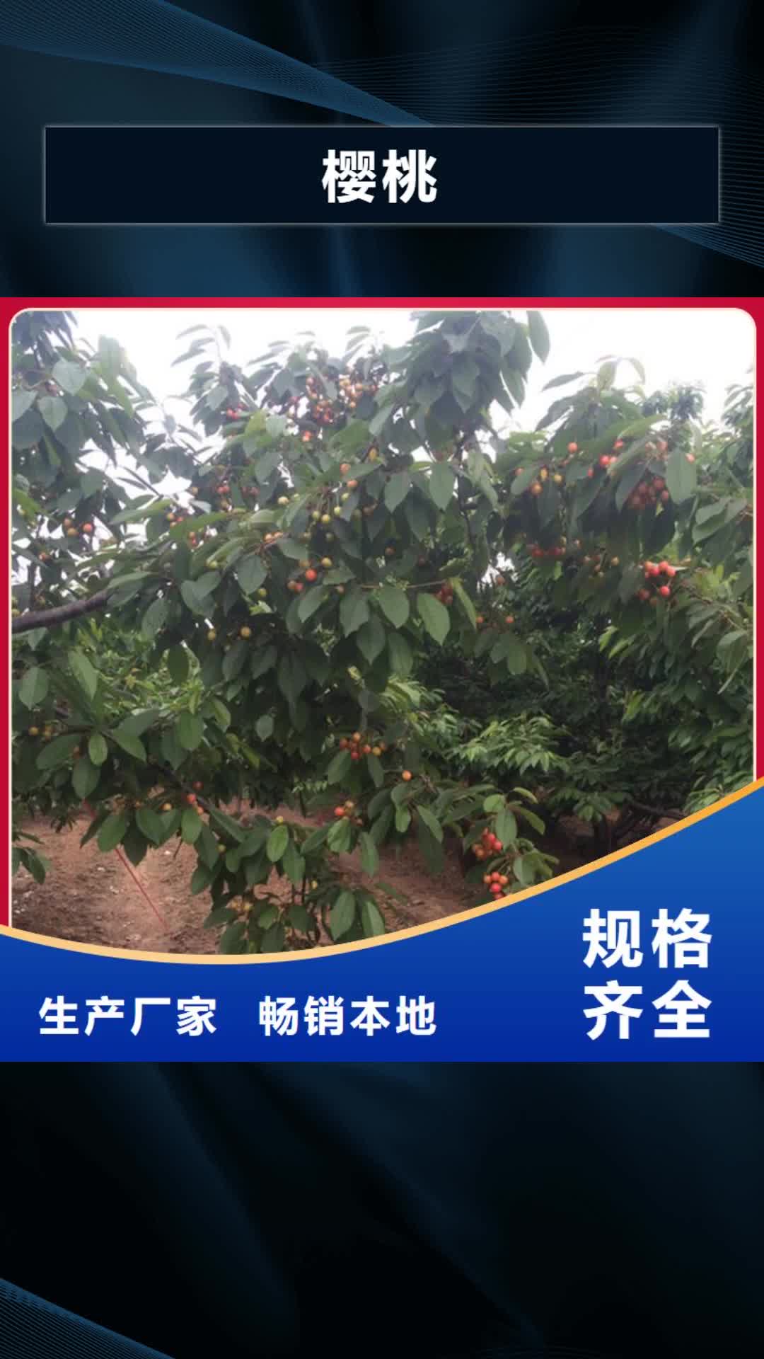 益阳 樱桃 【苹果苗】厂家新品
