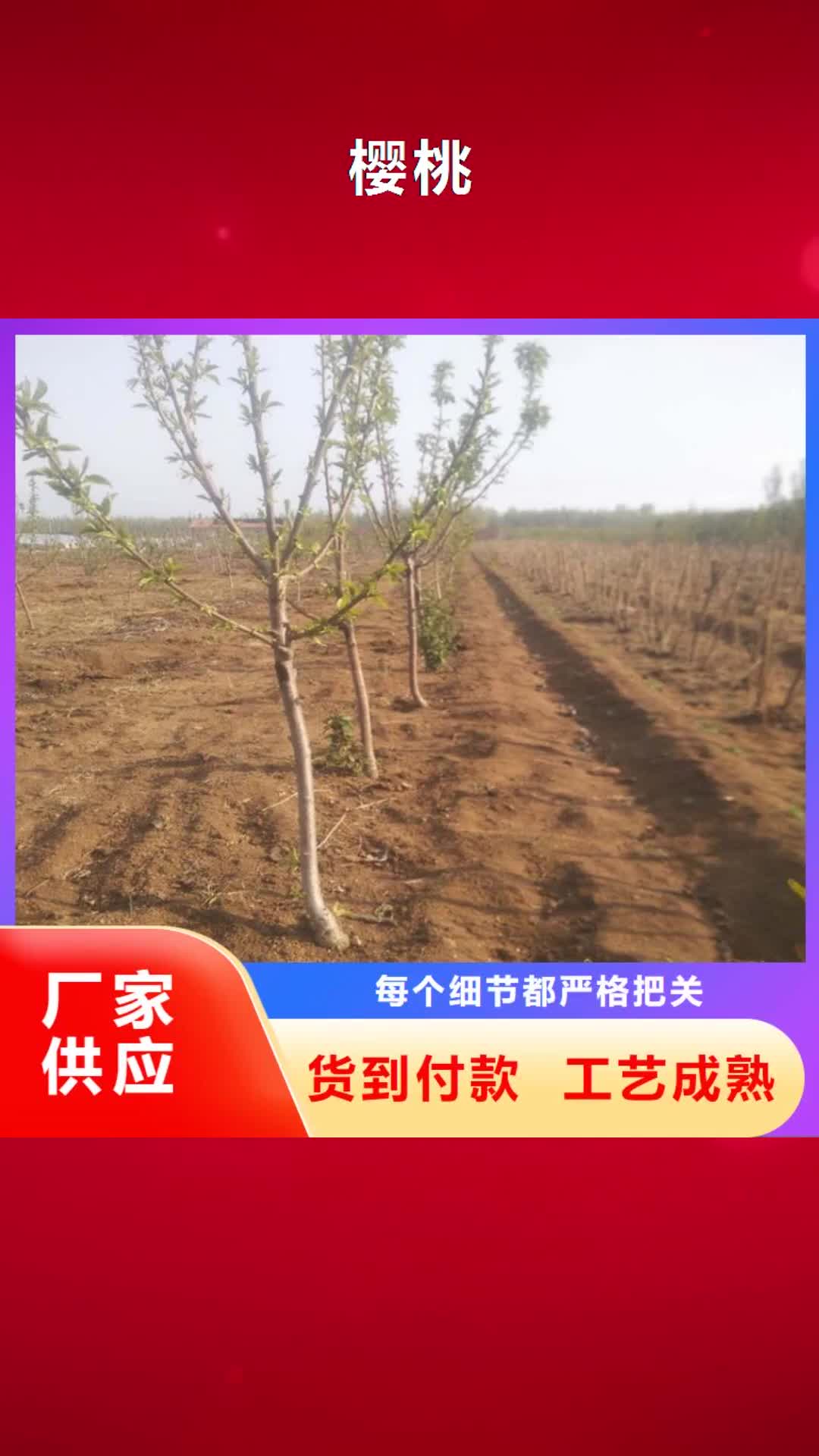 河源【樱桃】,蓝莓苗精选好货