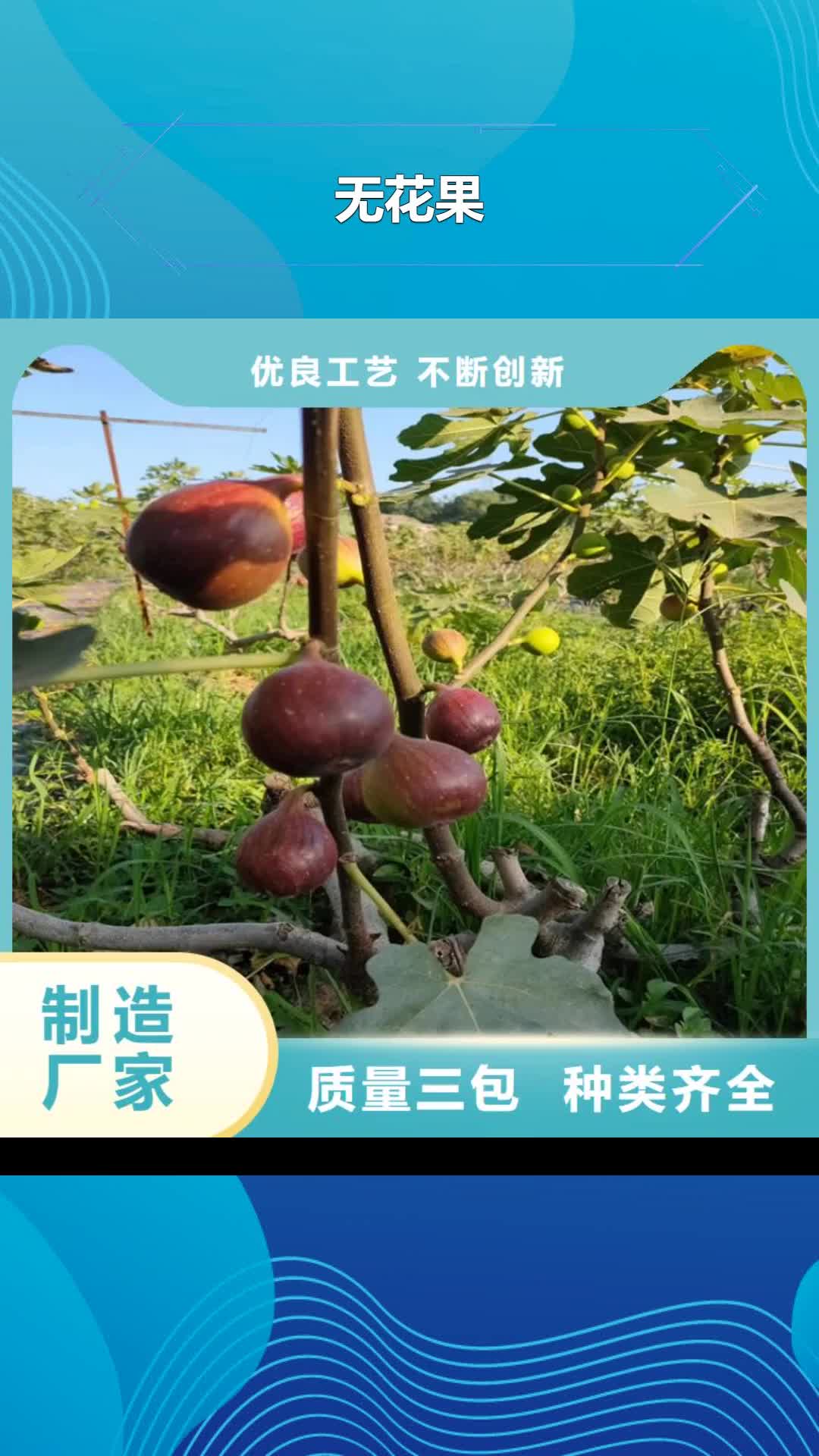 海北 无花果-【樱桃苗】研发生产销售
