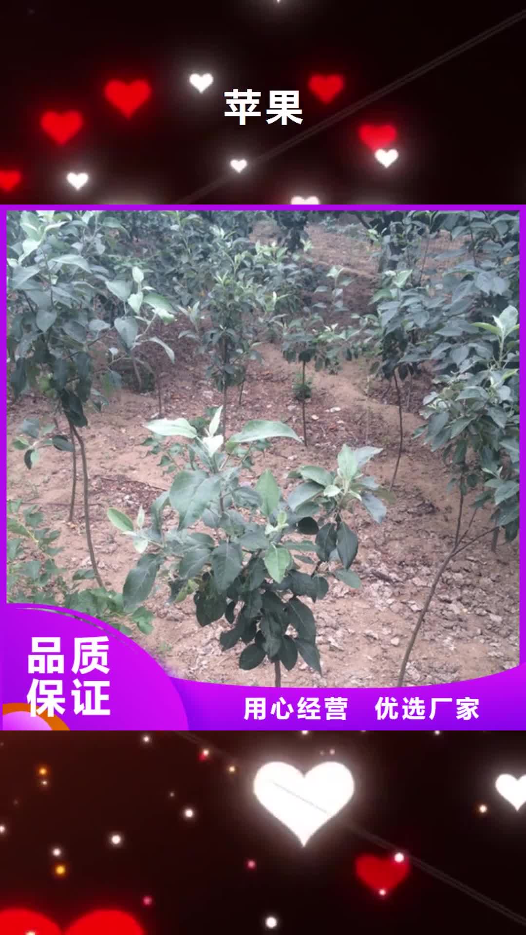 【锦州 苹果-杏树苗严格把控质量】