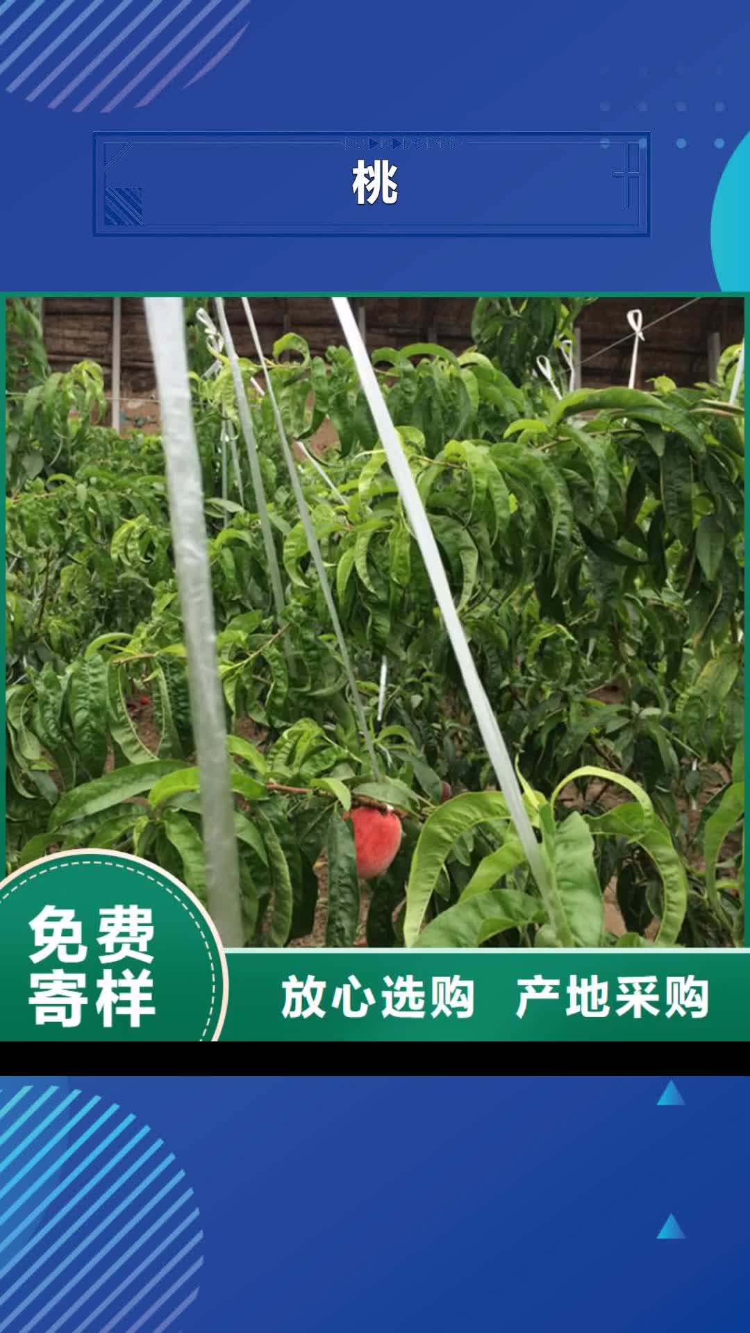 娄底 桃,【桃树苗】用品质赢得客户信赖