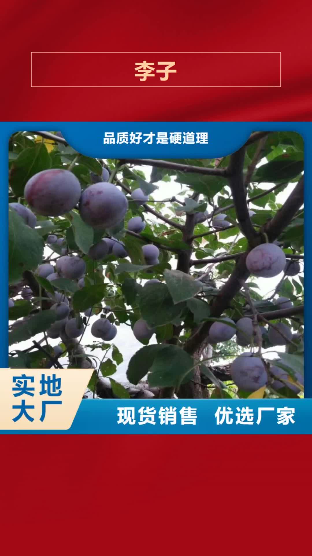 防城港 李子-【花椒苗】用心经营
