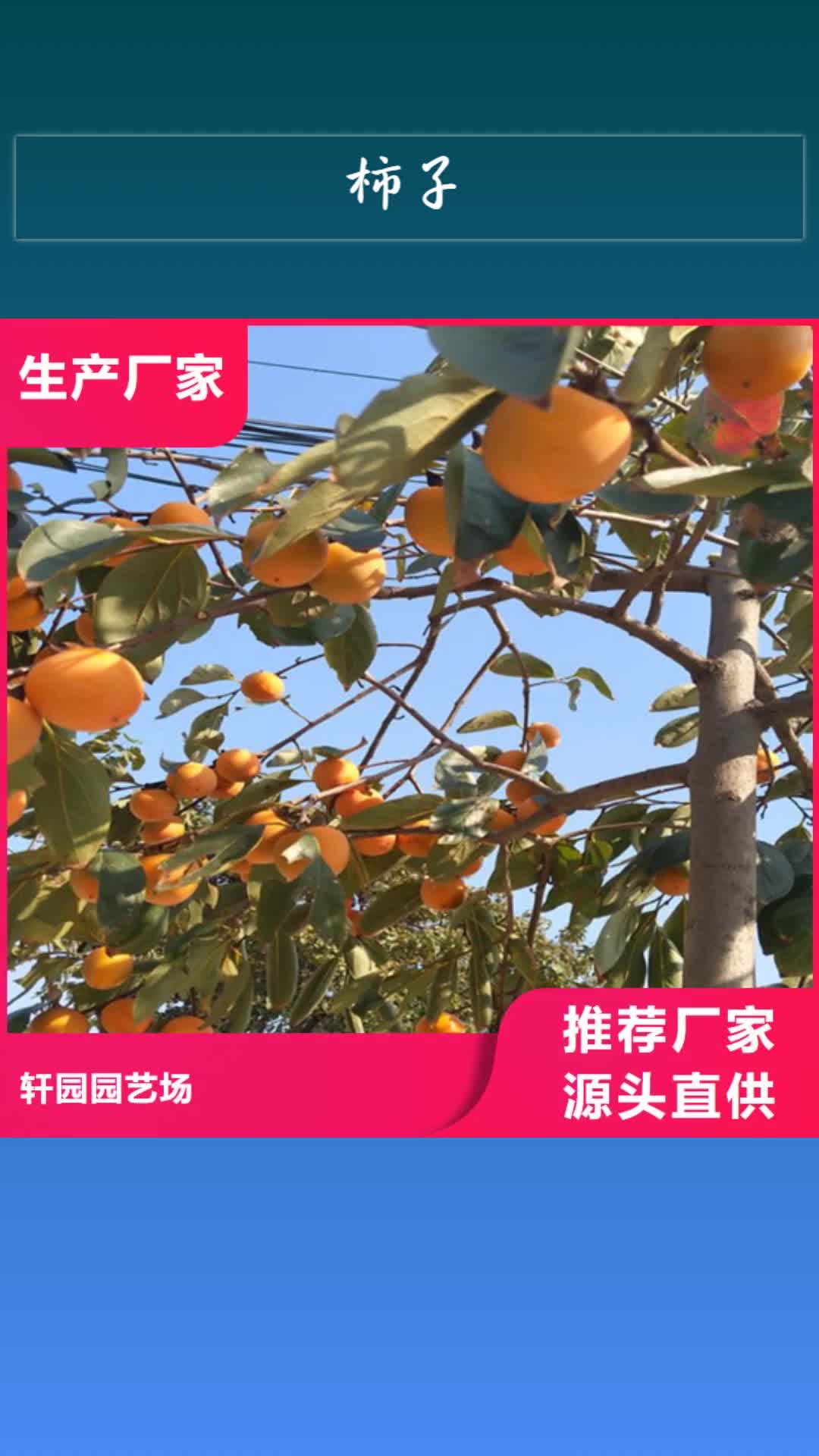 安阳【柿子】-苹果苗多年行业积累