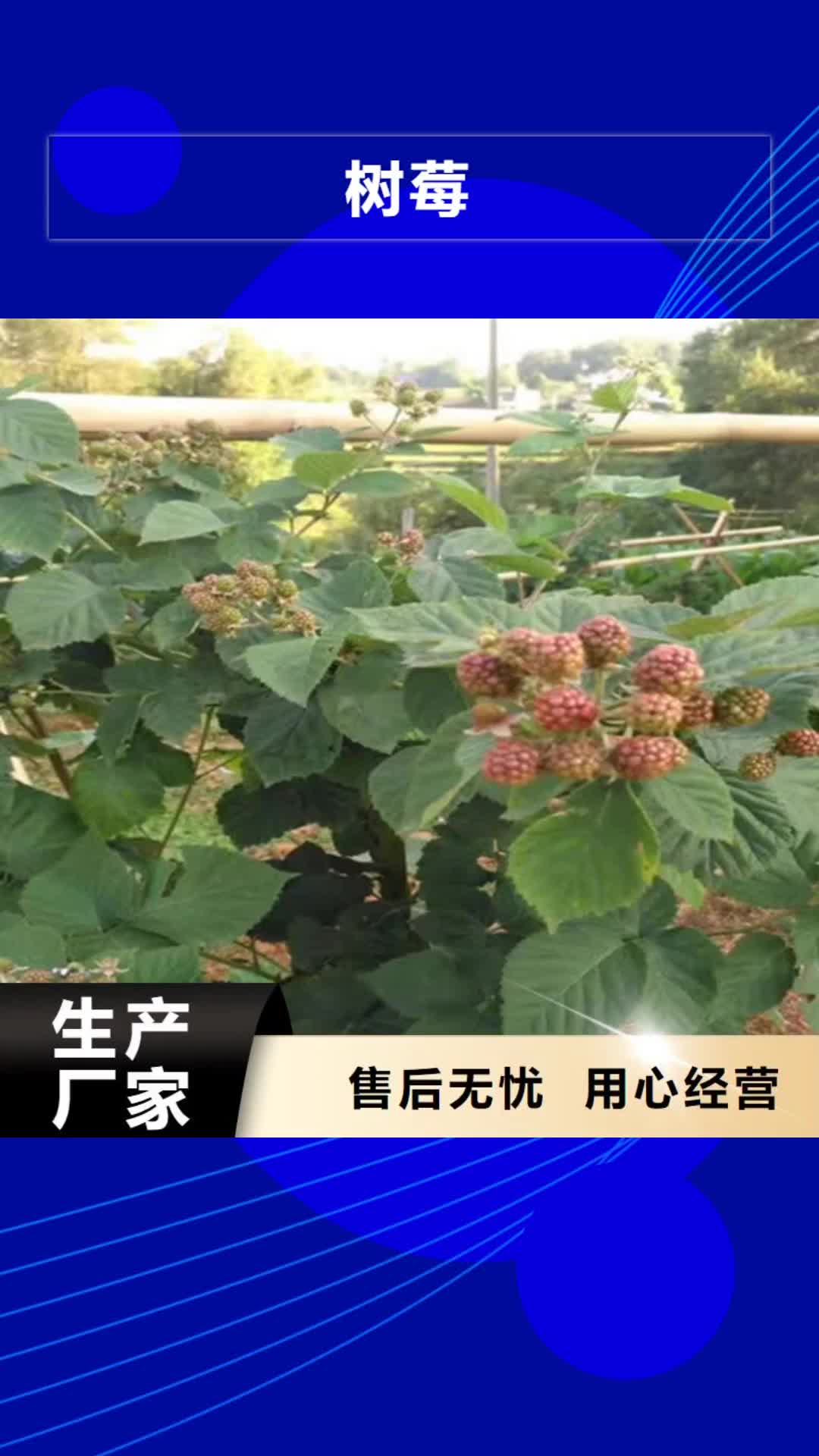 【巢湖 树莓_桃树苗实体诚信经营】