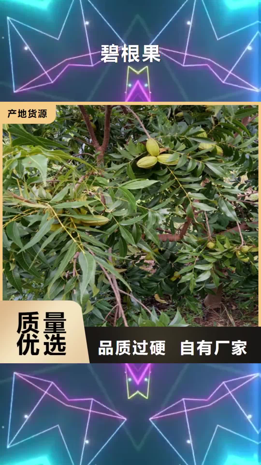 宁德【碧根果】_桃树苗支持大小批量采购