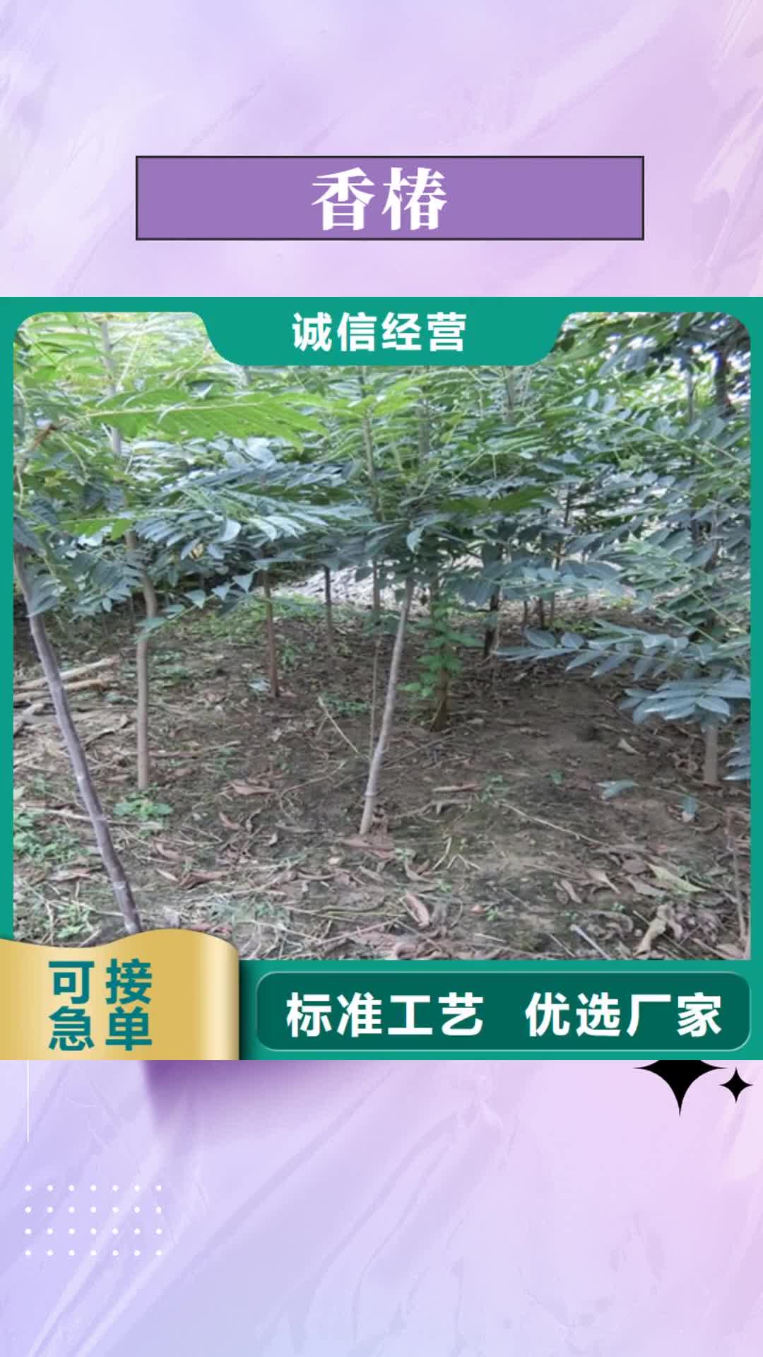 【镇江 香椿-石榴树专注生产制造多年】