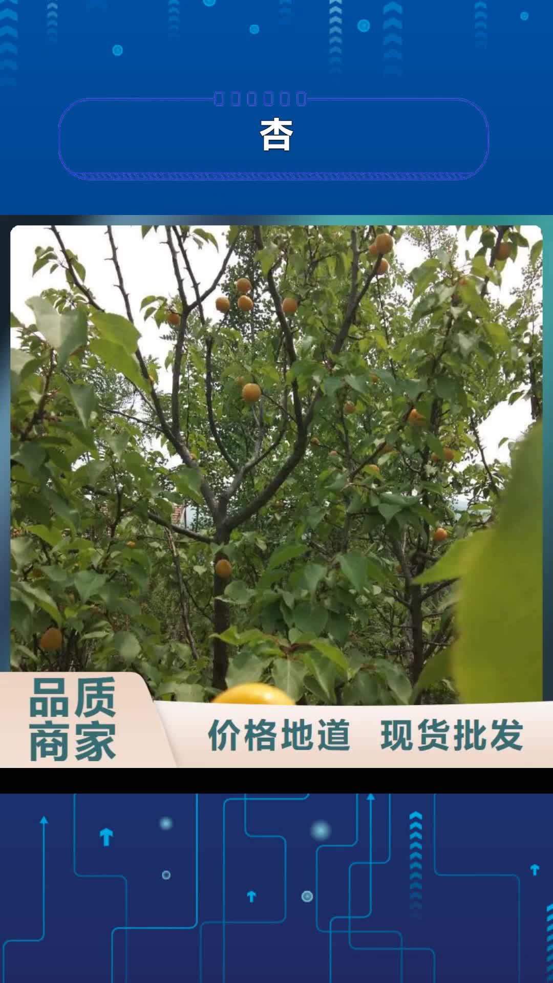 【佛山 杏苹果苗质量安心】