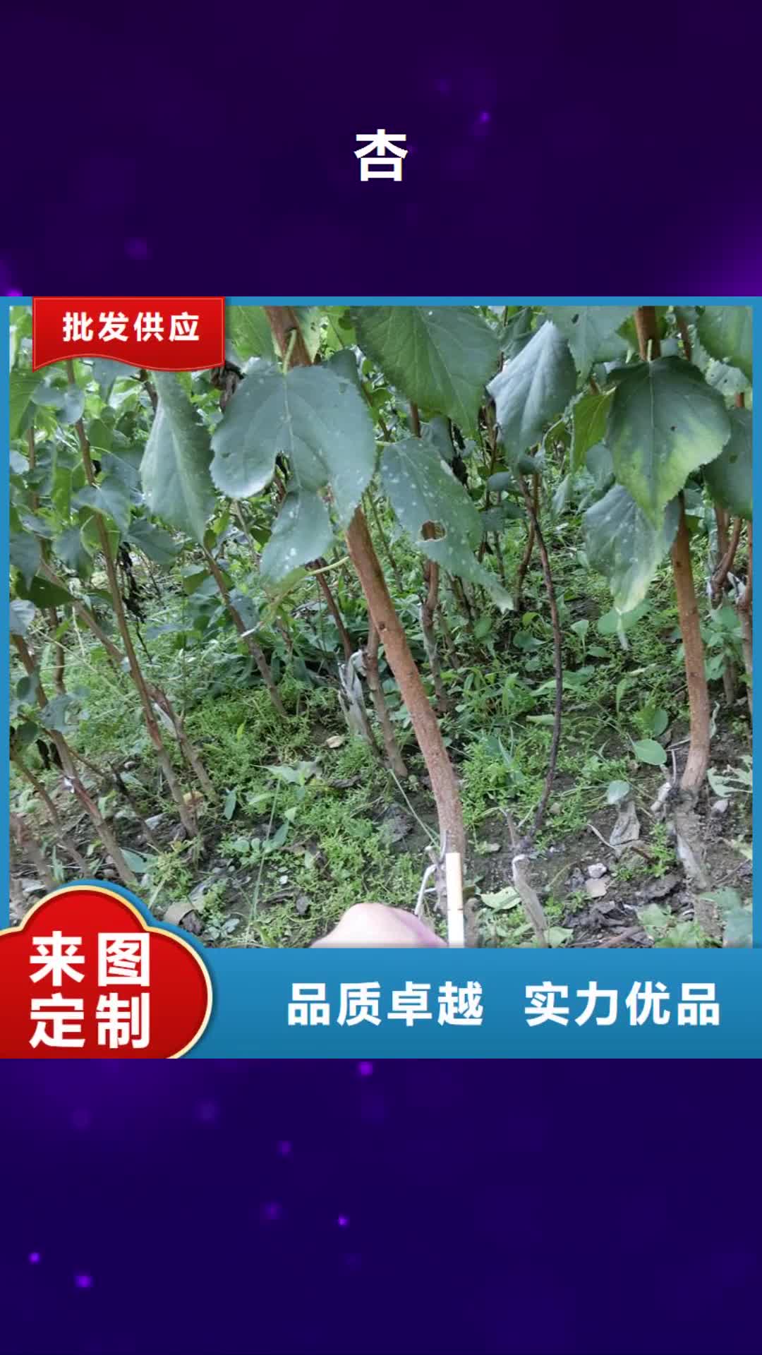 【赣州 杏-无花果苗定制零售批发】
