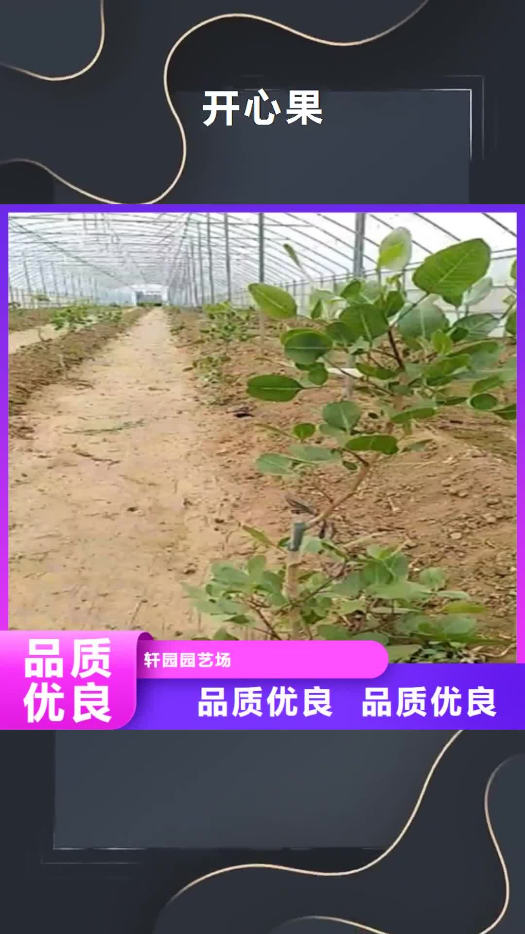 日照 开心果 【苹果苗】从厂家买售后有保障