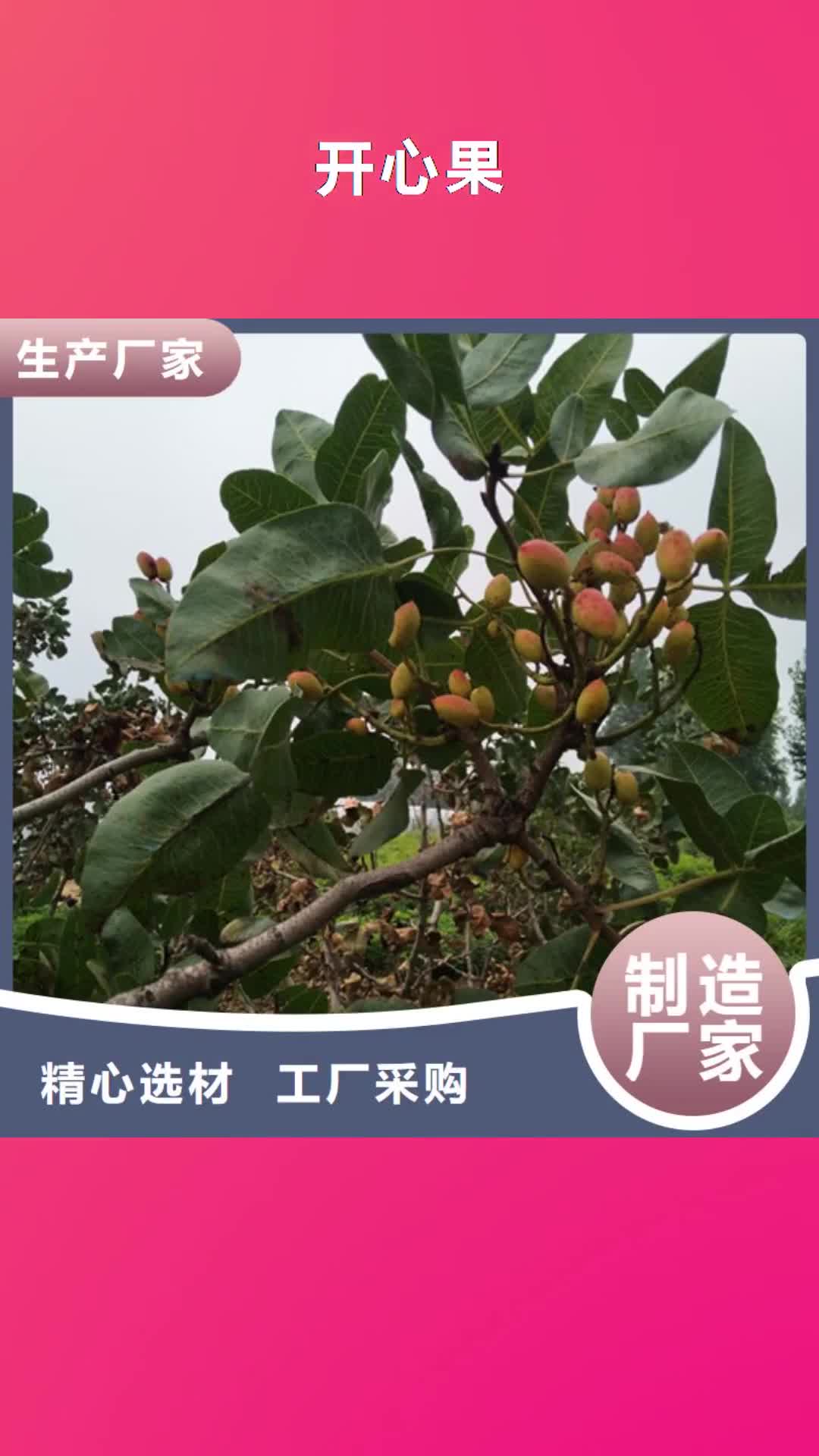 吉安 开心果 【石榴树】老客户钟爱