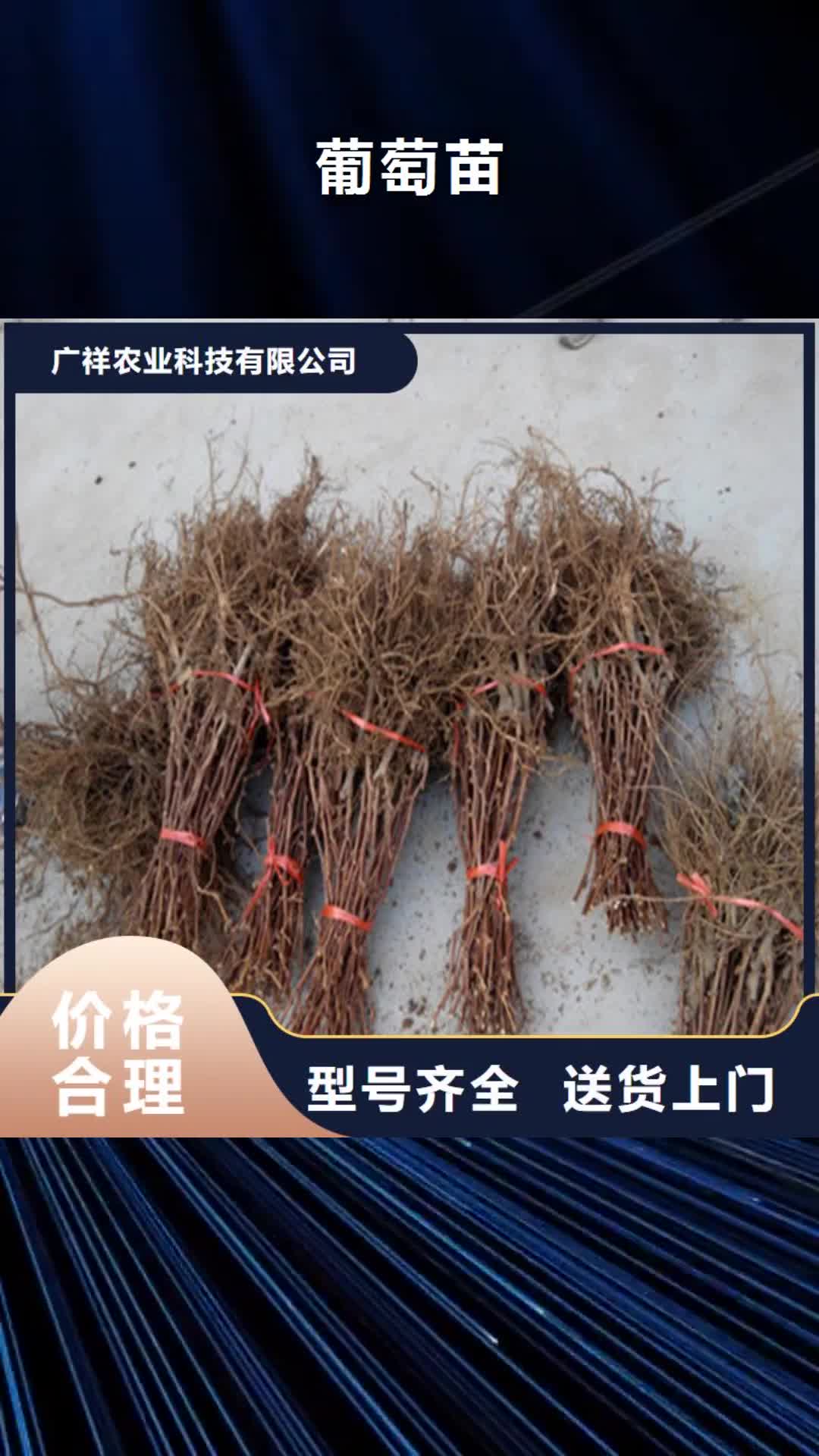 齐齐哈尔 葡萄苗-【果树苗】发货及时
