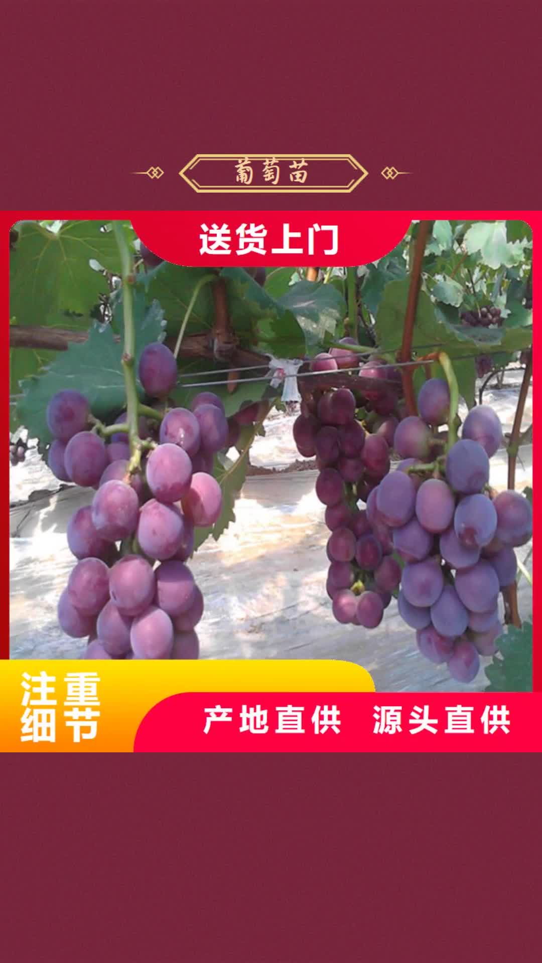 咸阳【葡萄苗】-蟠枣树苗工厂直营