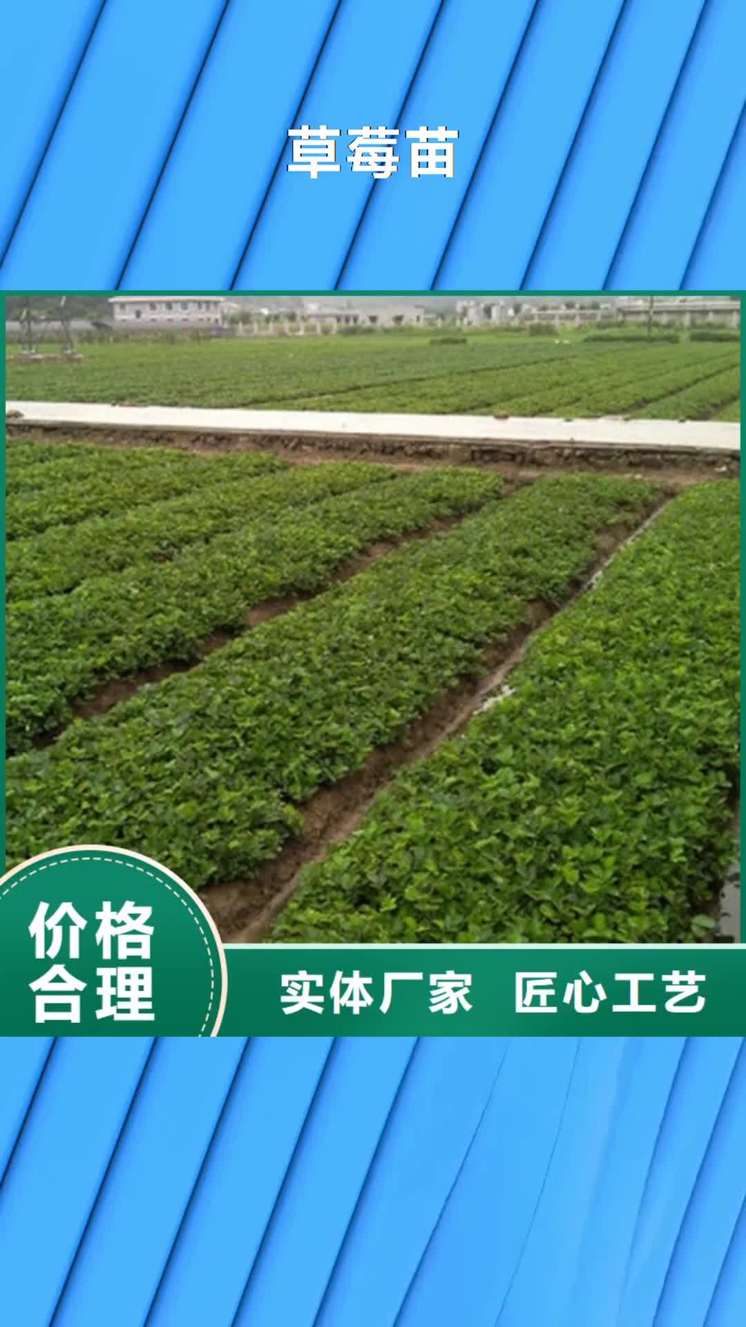 湖南【草莓苗】-梨树苗自营品质有保障