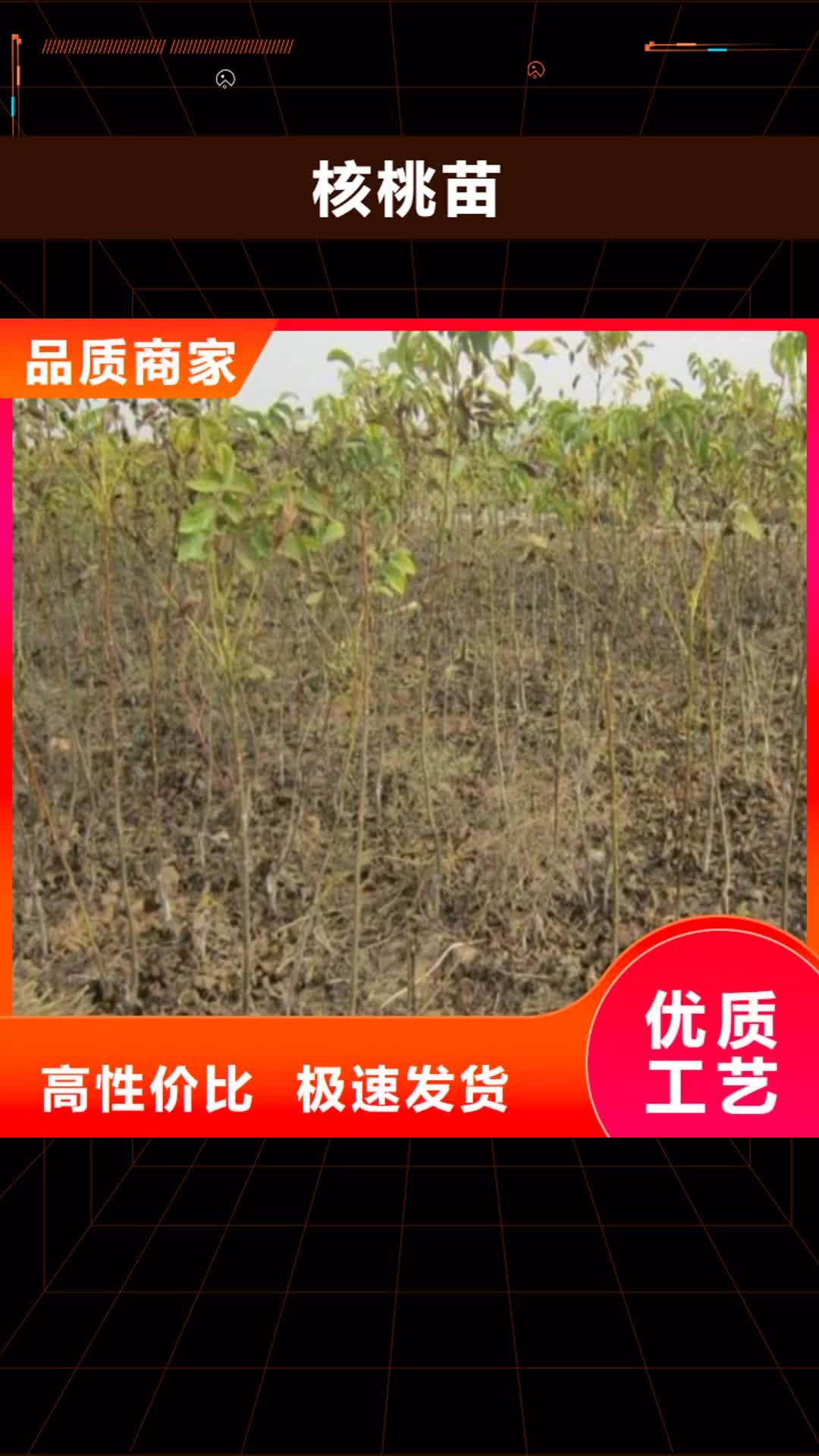 迪庆 核桃苗【果树苗】货到付款