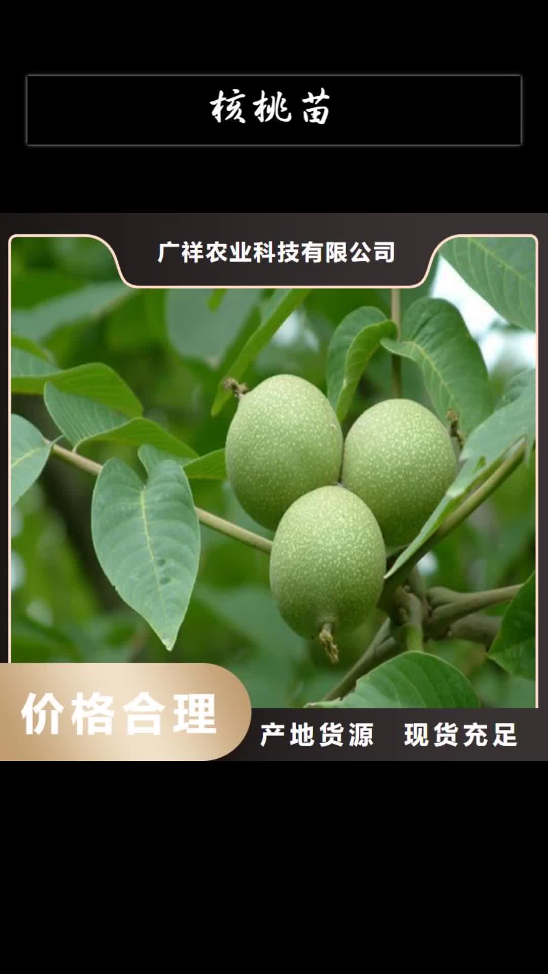 【上海 核桃苗-大棚草莓苗专业厂家】