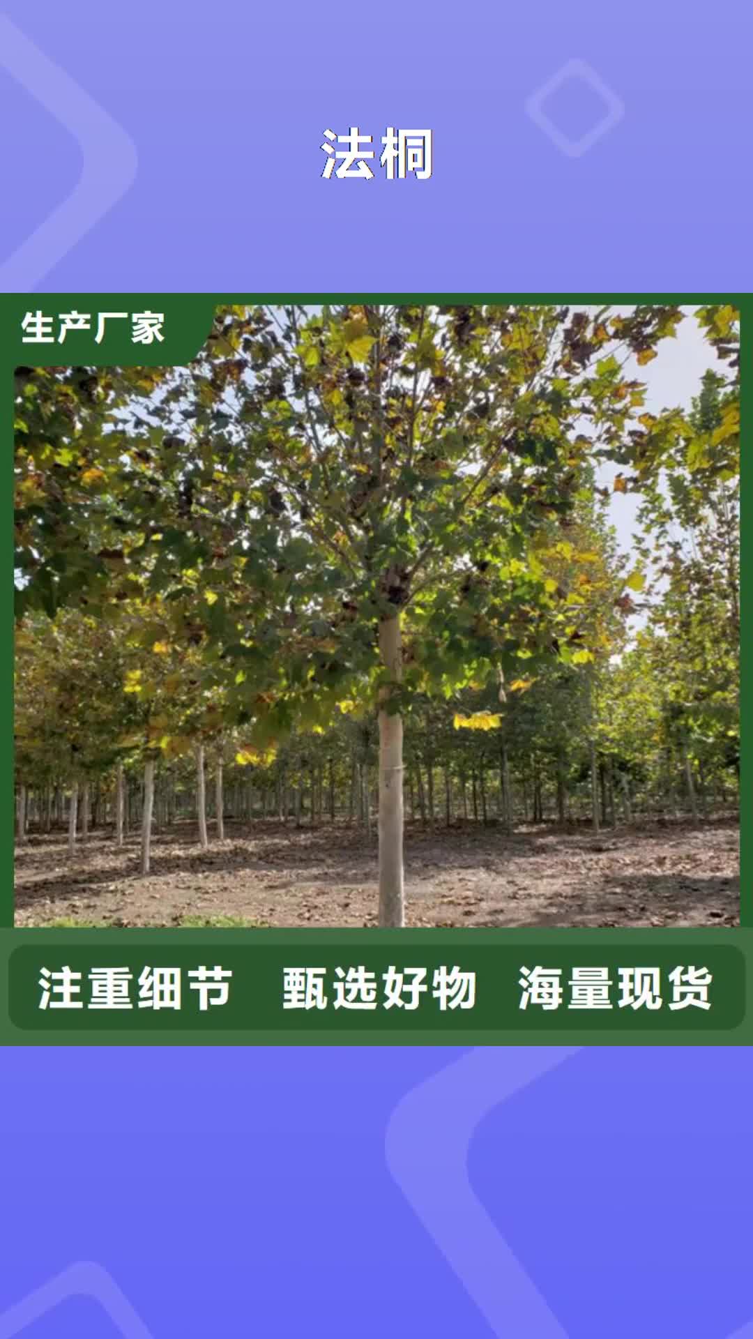 【广元 法桐-金叶槐大库存无缺货危机】