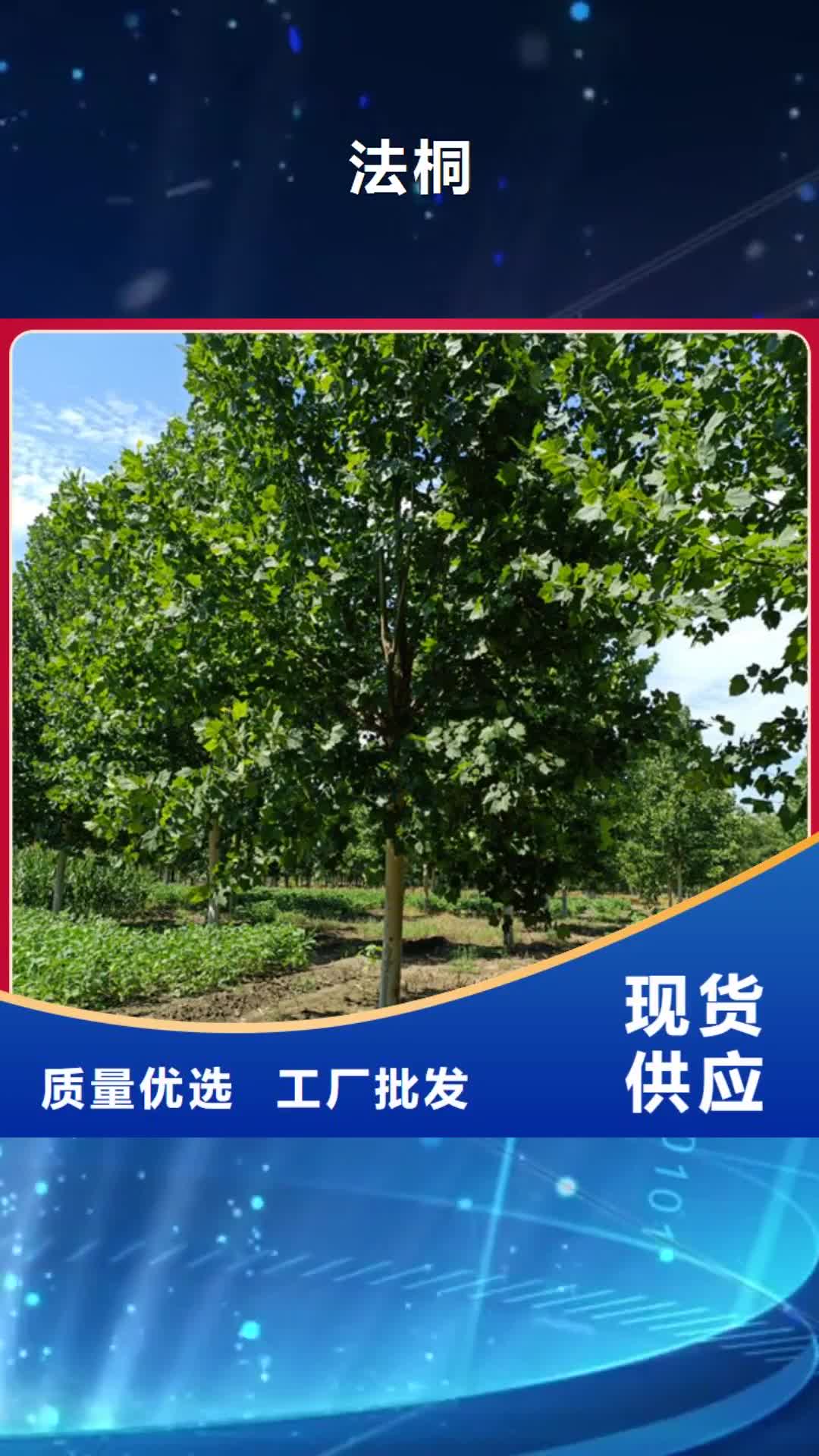 【百色 法桐 国槐质量安心】