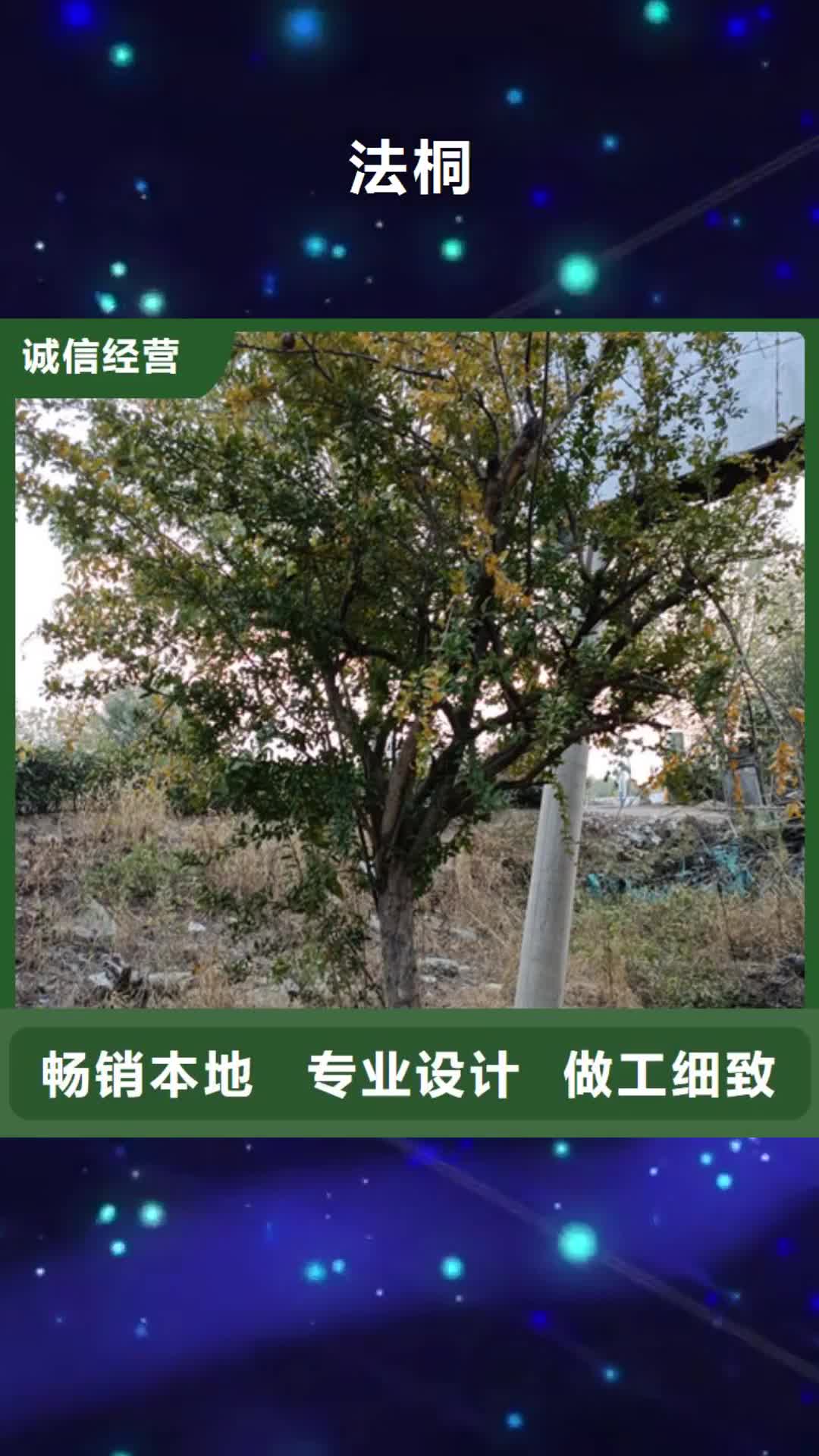 陇南 法桐-【五角枫】质量可靠