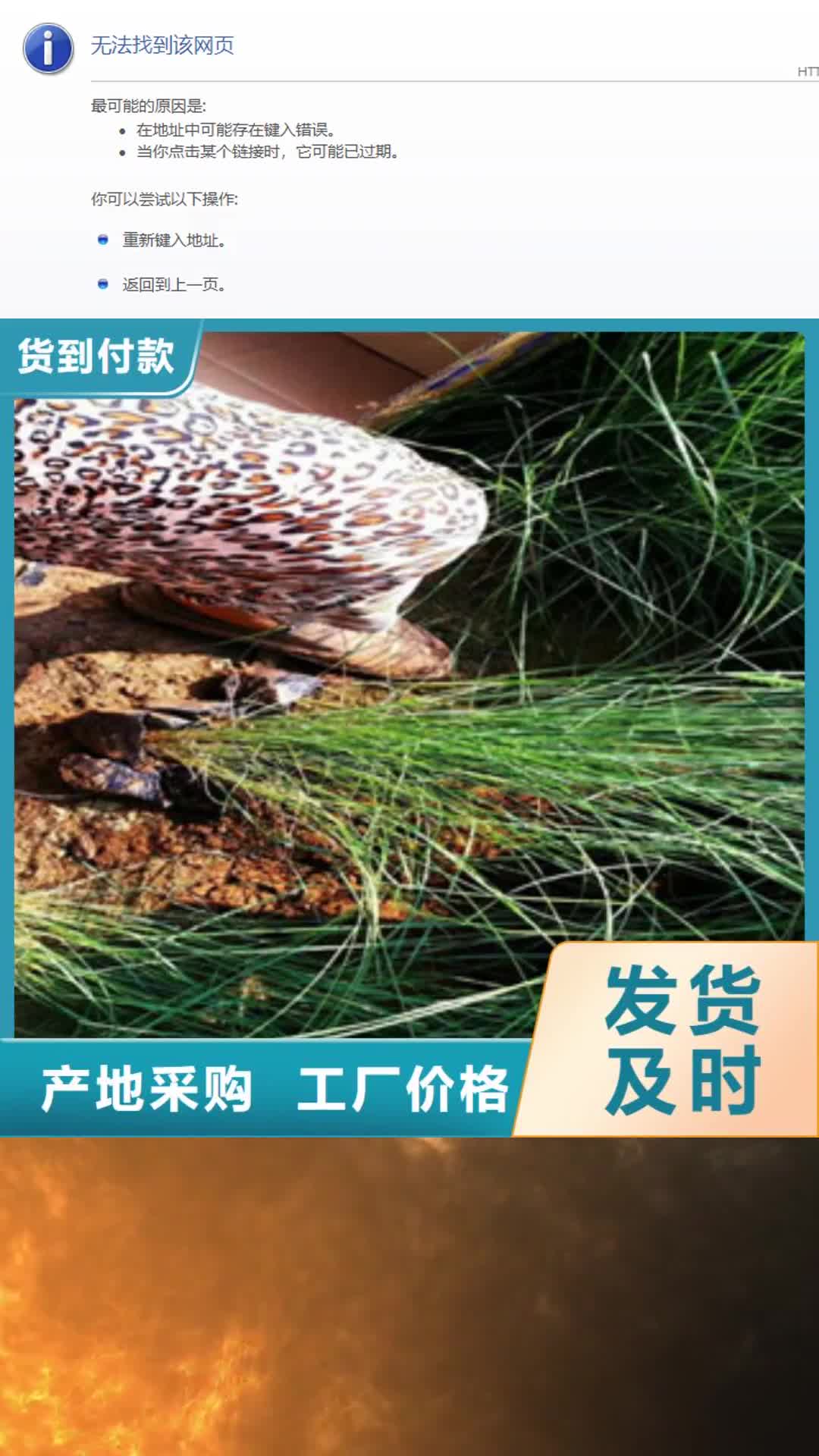 【抚顺 时令草花_耐寒耐旱草花基地24小时下单发货】