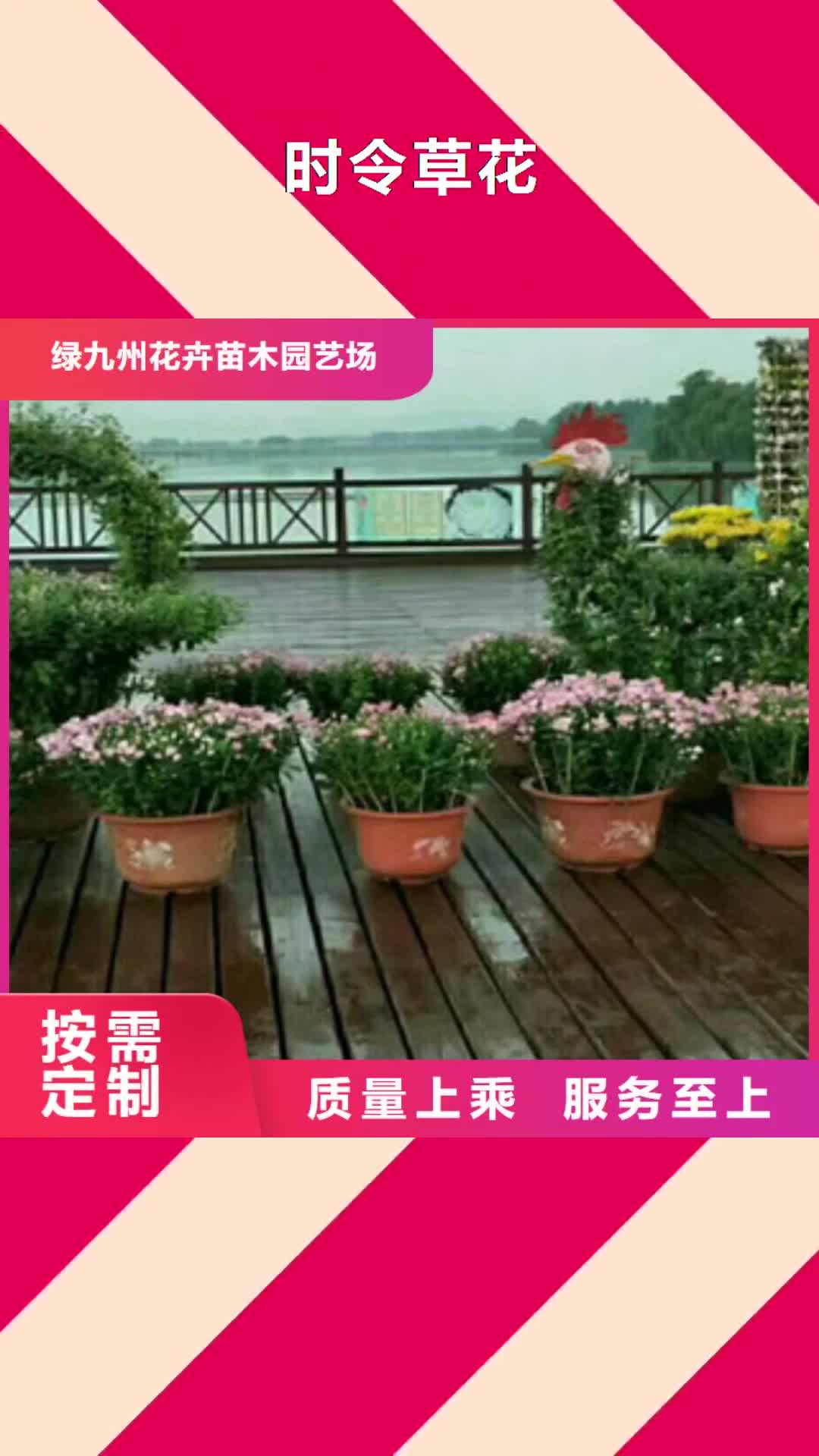 锦州 时令草花-【柳叶马鞭草/薰衣草 】源厂供货