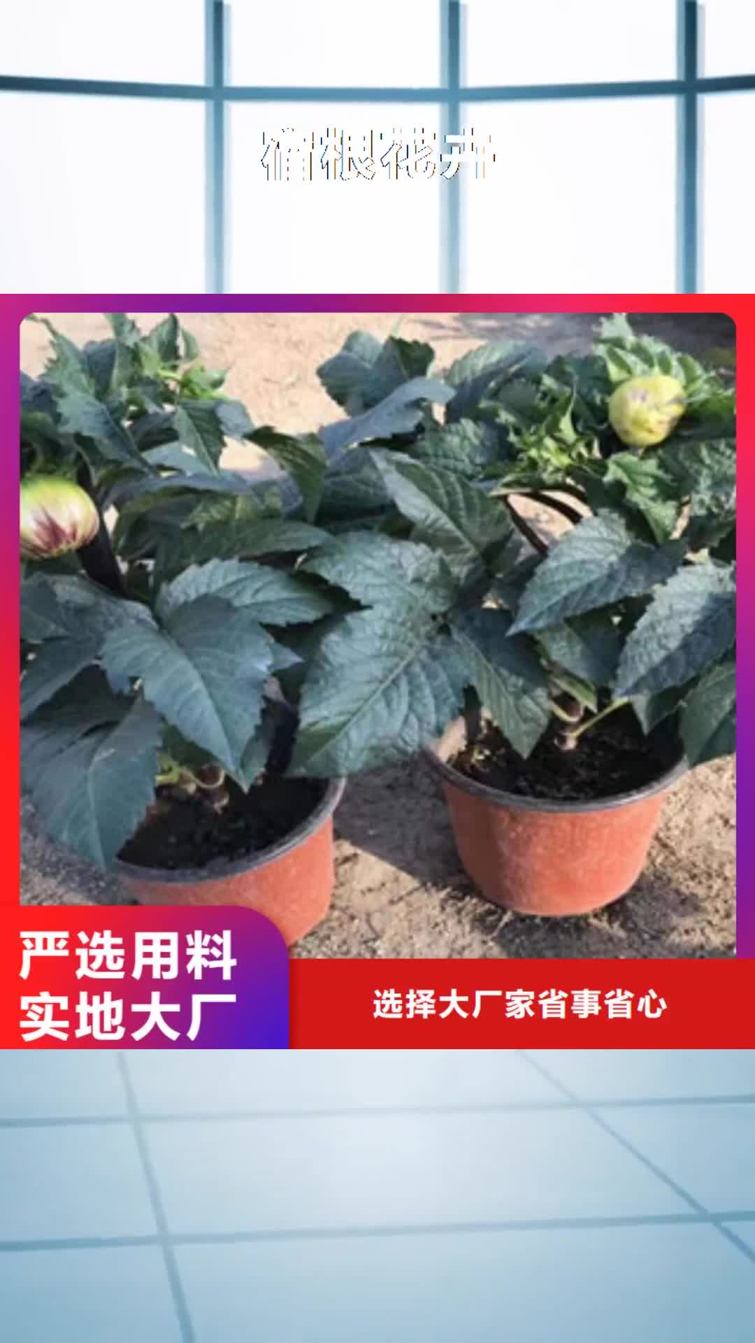 【哈尔滨 宿根花卉水生植物/荷花睡莲多年行业经验】