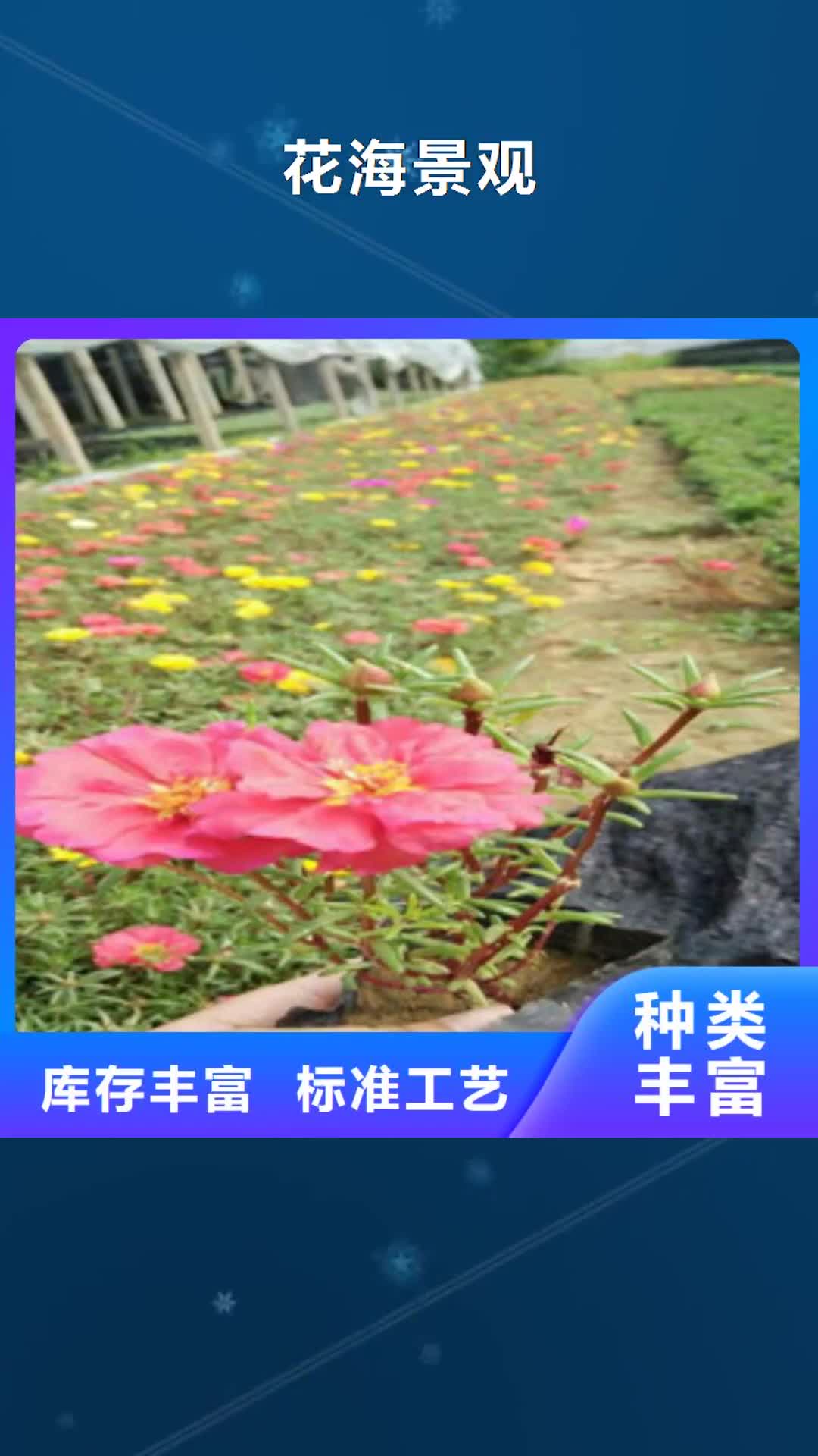 牡丹江 花海景观,【耐寒耐旱草花基地】批发供应