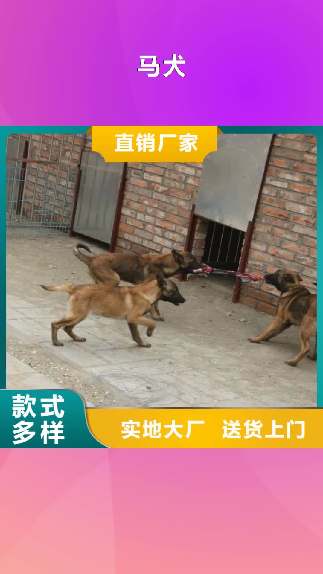 铜仁 马犬_【德牧犬】型号齐全